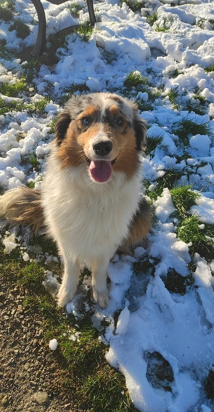 Loup participe au concours pour gagner de l&#x27;argent avec cette photo : ancient_dog_breeds, canidae, carnivore, companion_dog, dog, dog_breed, freezing, fur, grass, herding_dog, plant, snout, snow, sporting_group, terrestrial_animal, tree, whiskers, wildlife, winter, working_dog
