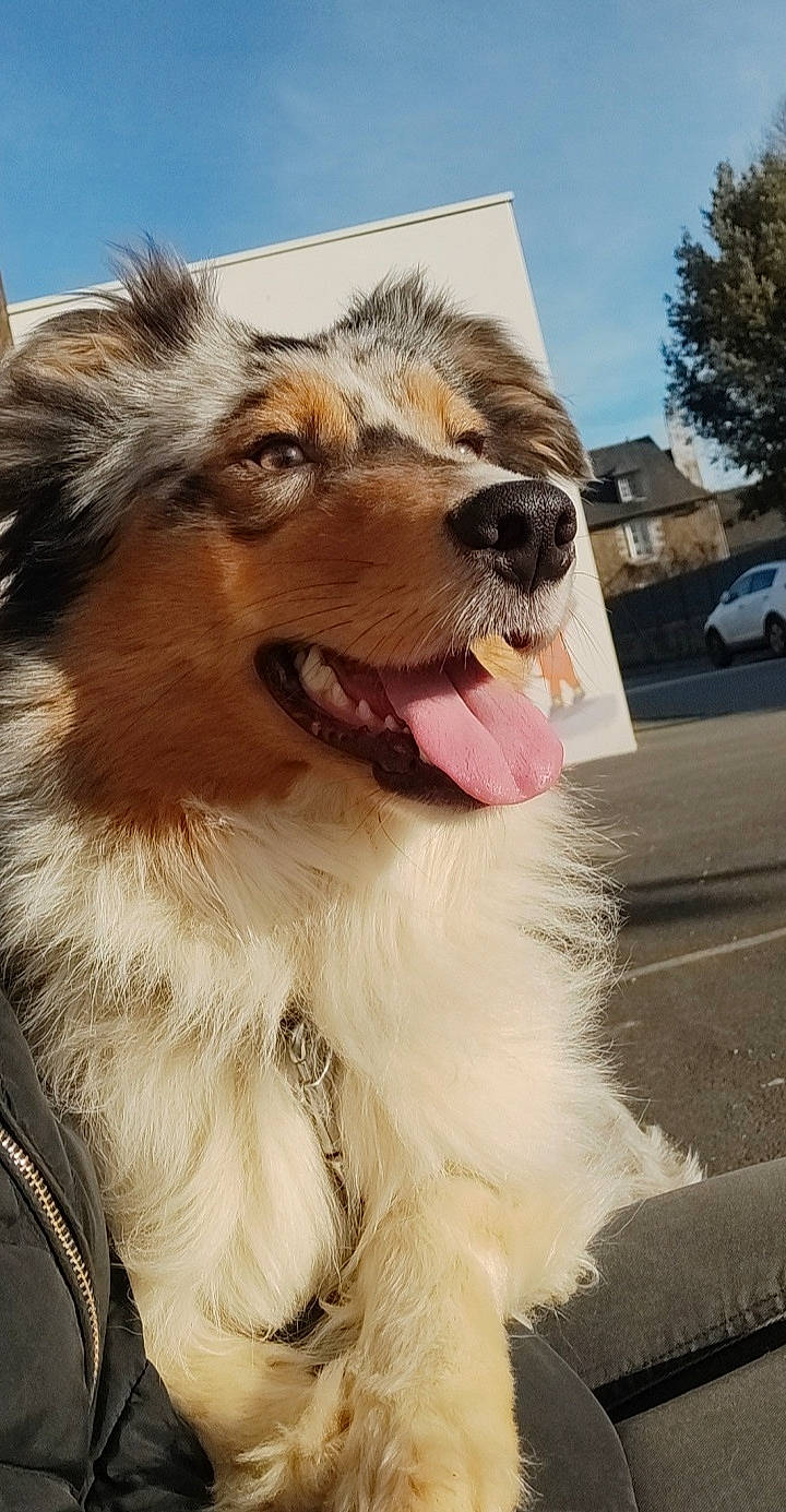 Loup a rejoint le concours — aidez-le/la à gagner de superbes lots ! canidae, carnivore, collie, companion_dog, dog, dog_breed, fang, fawn, fur, shetland_sheepdog, sky, snout, sporting_group, tire, tree, vehicle, wheel, whiskers, working_animal, working_dog