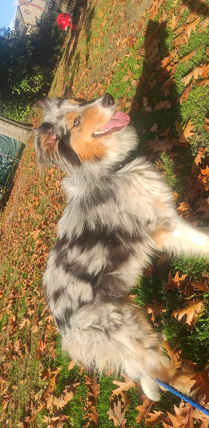 Loup a rejoint le concours — aidez-le/la à gagner de superbes lots ! canidae, carnivore, claw, companion_dog, dog, dog_breed, fawn, felidae, fur, grass, plant, scotch_collie, small_to_medium_sized_cats, snout, tail, terrestrial_animal, tree, whiskers, wildlife, wood