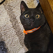 Little Man is registered to the contest to win money with this photo: animal, black_cat, carpet, cat, close_up, curious, domestic_animal, expression, eye_contact, feline, fur, indoor, laying_down, orange_collar, pet, startled, texture, whiskers, wide_eyes, wooden_surface