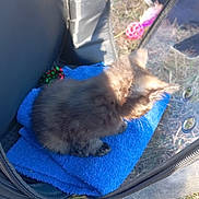 Asia a rejoint le concours — aidez-le/la à gagner de superbes lots ! kitten, cat, blue_blanket, pet_carrier, outdoor, grass, toy_ball, furry, small, sunlight, animal, cute, resting, black_carrier, fur, domestic_animal, playful, warm_light, young, pet