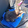 kitten, cat, blue_blanket, pet_carrier, outdoor, grass, toy_ball, furry, small, sunlight, animal, cute, resting, black_carrier, fur, domestic_animal, playful, warm_light, young, pet