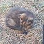 cat, animal, outdoor, grass, sleeping, fur, nature, curled_up, pet, mammal, resting, brown, wildlife, closeup, daylight, cute, quiet, peaceful, ground, small