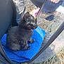 kitten, cat, blue_towel, carrier, mesh, outdoor, grass, pet, small_animal, fur, side_view, animal, young, curious, black_fur, sitting, close_up, hand, person, nature