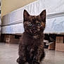 kitten, cat, tortoiseshell, pet, indoor, floor, bed, box, curious, sitting, young, feline, animal, cute, small, fur, whiskers, ears, eyes, home
