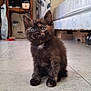 kitten, cat, tortoiseshell, pet, floor, indoor, curious, young, animal, fur, whiskers, ears, eyes, home, bed, table, decor, cozy, cute, small