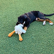 Atchoum a rejoint le concours — aidez-le/la à gagner de superbes lots ! dog, puppy, toy, green_lawn, grass, playing, chewing, outdoor, pet, animal, cute, fur, black_fur, brown_fur, white_markings, relaxing, young_dog, canine, nature, daylight