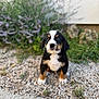 Atchoum participe au concours pour gagner de l'argent avec cette photo : puppy, dog, bernese_mountain_dog, outdoor, gravel, plants, flowers, black, white, brown, cute, fur, pet, young, sitting, nature, garden, small, animal, curious