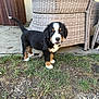 Atchoum participe au concours pour gagner de l'argent avec cette photo : puppy, dog, bernese_mountain_dog, outdoor, grass, wicker_chair, curious, black_fur, white_fur, brown_fur, tail, pet, young_dog, cute, animal, sidewalk, sunlight, playful, small_dog, nature
