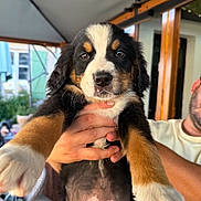 Atchoum a rejoint le concours — aidez-le/la à gagner de superbes lots ! puppy, bernese_mountain_dog, dog, animal, pet, cute, fur, ears, nose, eyes, outdoor, person, hand, holding, portrait, young, fluffy, brown, black, white