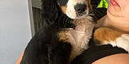 Atchoum a rejoint le concours — aidez-le/la à gagner de superbes lots ! puppy, dog, bernese_mountain_dog, person, glasses, black_shirt, indoor, holding, cute, animal, pet, face, fur, ears, nose, eyes, arm, hand, background, wall