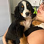 puppy, dog, bernese_mountain_dog, person, glasses, black_shirt, indoor, holding, cute, animal, pet, face, fur, ears, nose, eyes, arm, hand, background, wall
