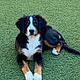 Atchoum participe au concours pour gagner de l'argent avec cette photo : dog, puppy, bernese_mountain_dog, black_fur, white_paws, brown_markings, outdoor, grass, pet, animal, canine, lying_down, fur, cute, young_dog, portrait, nature, relaxed, companion, friendly