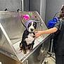 Atchoum a rejoint le concours — aidez-le/la à gagner de superbes lots ! dog, wet, shower_cap, pet_washing_station, person, hand, stainless_steel, grooming, bath, indoor, floor, hose, pink_loofah, wall, clothing, shoe, black_hair, leash, animal, caretaker