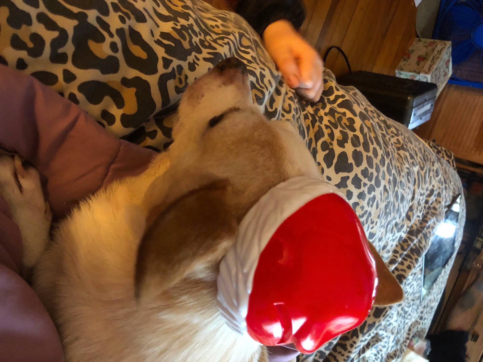 Earl is registered to the contest to win money with this photo: bedtime, canidae, carmine, comfort, companion_dog, dog, dog_breed, fawn, felidae, fun, fur, linens, nail, nap, room, sporting_group, stuffed_toy, sunglasses, toy, whiskers