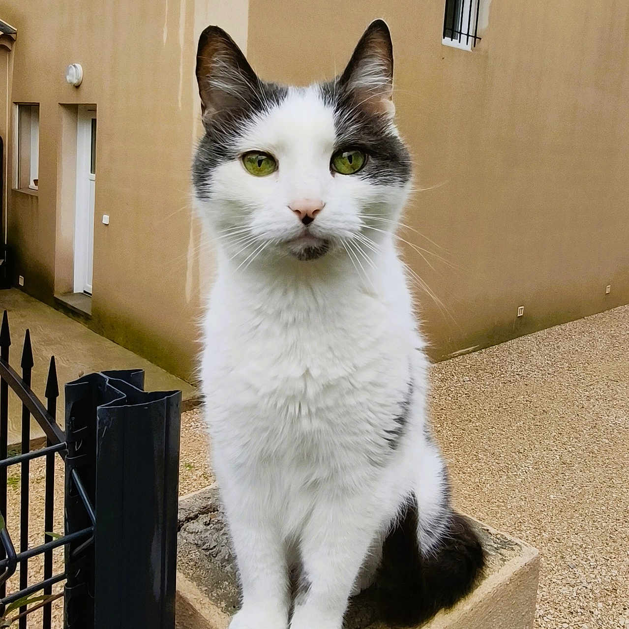 Fougas a rejoint le concours — aidez-le/la à gagner de superbes lots ! animal, black_and_white, building, calm, cat, concrete_post, domestic_cat, ears, feline, gravel, green_eyes, nature, outdoor, perched, pet, quiet, suburban, tail, whiskers, window