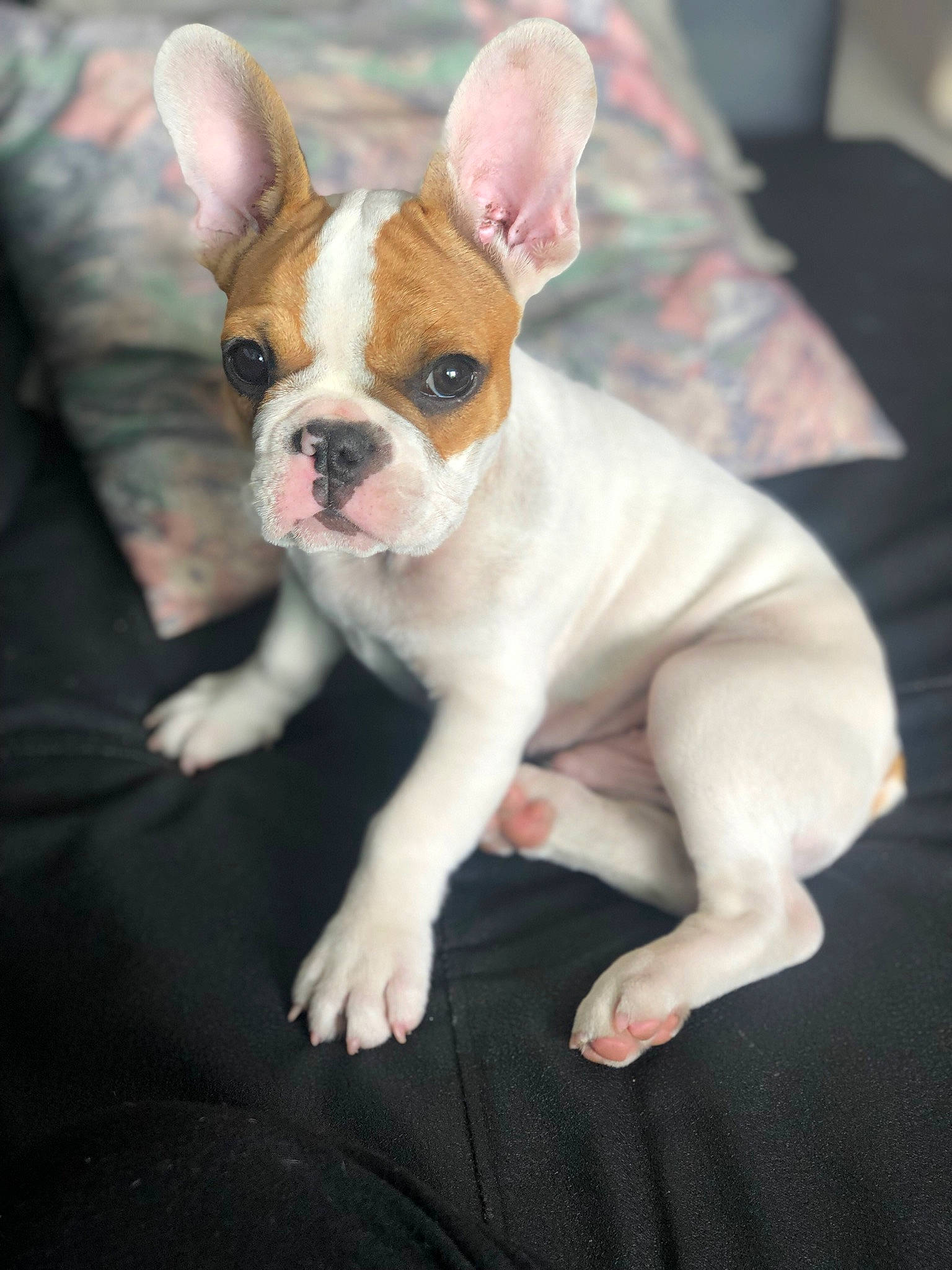 Jimmy participe au concours pour gagner de l'argent avec cette photo : boston_terrier, bulldog, canidae, carnivore, comfort, companion_dog, dog, dog_breed, ear, fawn, french_bulldog, fur, pillow, puppy, sporting_group, tail, terrestrial_animal, toy_dog, whiskers, working_animal