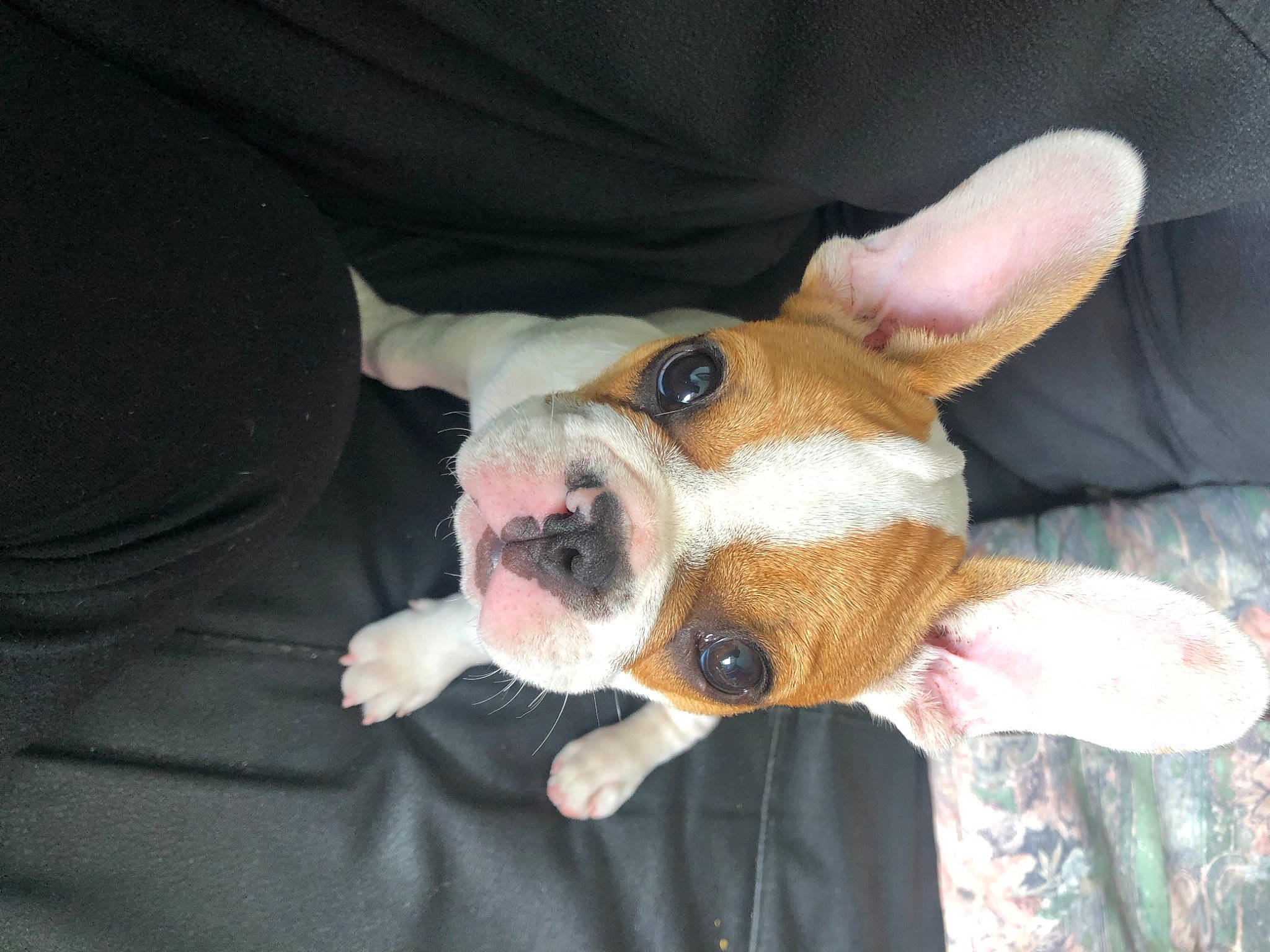 Jimmy a rejoint le concours — aidez-le/la à gagner de superbes lots ! ancient_dog_breeds, canidae, carnivore, comfort, companion_dog, dog, dog_breed, ear, fawn, fur, non_sporting_group, puppy, puppy_love, snout, sporting_group, terrier, toy_dog, whiskers, working_animal