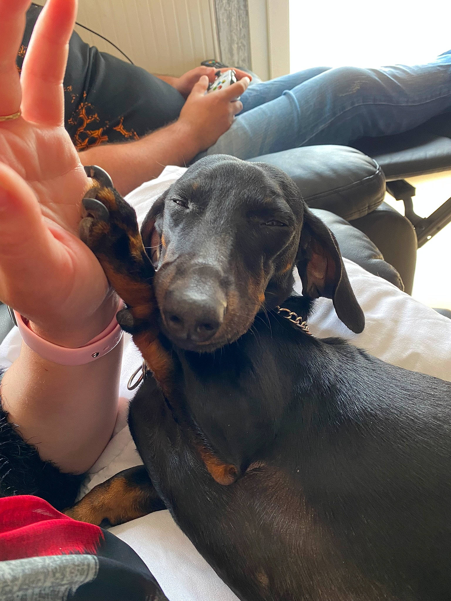 Léon a rejoint le concours — aidez-le/la à gagner de superbes lots ! canidae, carnivore, comfort, companion_dog, dog, dog_breed, fawn, fun, fur, gesture, hat, human_leg, leisure, seal, snout, sporting_group, swimwear, terrestrial_animal, thigh, working_animal