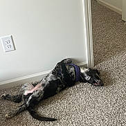 Luna joined the competition — help win amazing prizes! dog, puppy, lying_down, carpet, indoor, purple_harness, relaxed, black_and_white, wall, tail, mouth_open, floor, paw, domestic_animal, pet, canine, resting, fur, young_dog, side_view