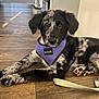 Luna is registered to the contest to win money with this photo: puppy, dog, indoor, wooden_floor, purple_harness, leash, black_and_white, pet, young_dog, curious, laying_down, flooring, canine, domestic_animal, fur, paw, ears, snout, animal_portrait, closeup