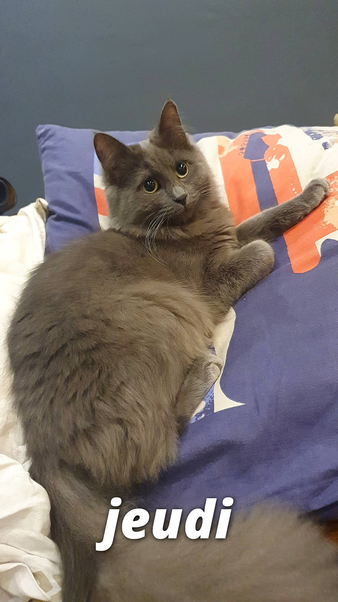 Smooky a rejoint le concours — aidez-le/la à gagner de superbes lots ! black_cat, carnivore, cat, chartreux, claw, comfort, domestic_short_haired_cat, fawn, felidae, fur, grey, logo, nap, paw, russian_blue, sitting, small_to_medium_sized_cats, snout, tail, whiskers