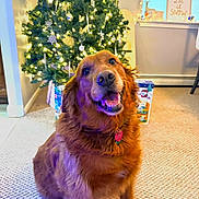 Abagail joined the competition — help win amazing prizes! dog, golden_retriever, christmas_tree, holiday, festive, lights, presents, indoor, carpet, smiling_dog, decorations, happy, pet, canine, fur, collar, home, seasonal, celebration, window