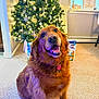 dog, golden_retriever, christmas_tree, holiday, festive, lights, presents, indoor, carpet, smiling_dog, decorations, happy, pet, canine, fur, collar, home, seasonal, celebration, window