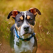 Aston a rejoint le concours — aidez-le/la à gagner de superbes lots ! dog, animal, pet, outdoor, nature, collar, brown_eyes, black_and_white, tan_markings, grass, wildflowers, closeup, portrait, cute, curious, ears, snout, furry, young_dog, background_blur