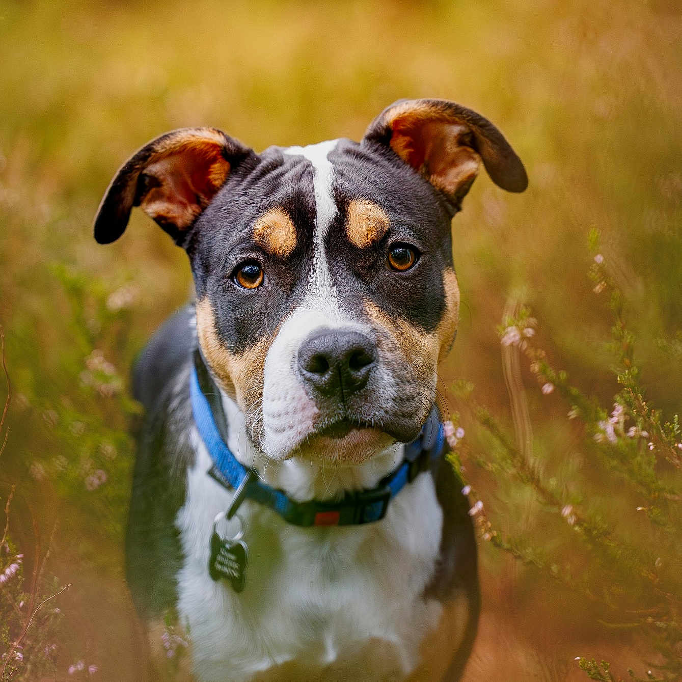 Aston a rejoint le concours — aidez-le/la à gagner de superbes lots ! animal, background_blur, black_and_white, brown_eyes, closeup, collar, curious, cute, dog, ears, furry, grass, nature, outdoor, pet, portrait, snout, tan_markings, wildflowers, young_dog