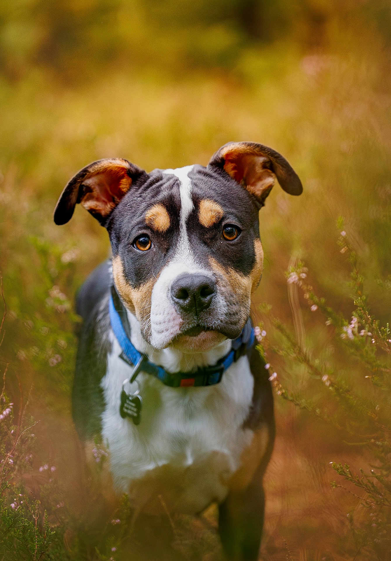 Aston a rejoint le concours — aidez-le/la à gagner de superbes lots ! dog, animal, pet, outdoor, nature, collar, brown_eyes, black_and_white, tan_markings, grass, wildflowers, closeup, portrait, cute, curious, ears, snout, furry, young_dog, background_blur