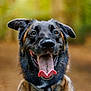 dog, animal, pet, tongue_out, happy, playful, outdoor, nature, fur, canine, portrait, close_up, brown, black, ears, collar, tongue, face, expression, background_blur