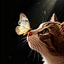 Ohana participe au concours pour gagner de l'argent avec cette photo : cat, butterfly, whiskers, close_up, profile, pet, feline, nose, eye, portrait, soft_light, dark_background, macro, delicate, curiosity, nature, wings, sparkle, spotlight, muzzle