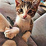 kitten, cat, pet, paws, ears, eyes, indoor, couch, blanket, furniture, whiskers, face, portrait, cute, domestic_animal, tabby, fur, close_up, looking_at_camera, living_room