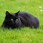 Praline a rejoint le concours — aidez-le/la à gagner de superbes lots ! black_cat, cat, grass, outdoor, animal, feline, nature, green, pet, mammal, lying_down, alert, field, whiskers, closeup, eye, fur, relaxing, daylight, wildlife