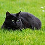 black_cat, cat, grass, outdoor, animal, feline, nature, green, pet, mammal, lying_down, alert, field, whiskers, closeup, eye, fur, relaxing, daylight, wildlife