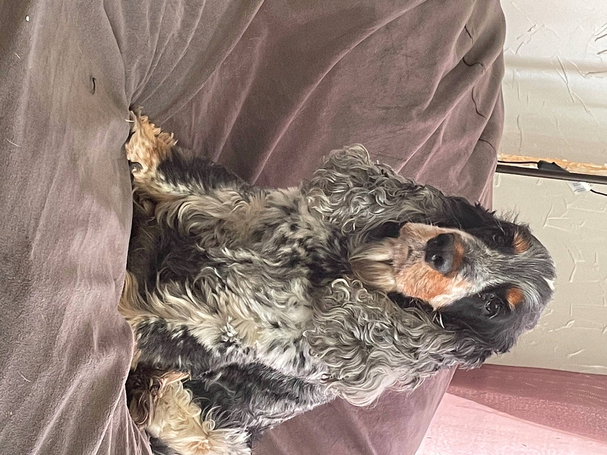 Ika a rejoint le concours — aidez-le/la à gagner de superbes lots ! camouflage, canidae, carnivore, companion_dog, dog, dog_breed, fashion_design, feather, felidae, fur, fur_clothing, liver, military_camouflage, natural_material, outerwear, sleeve, sporting_group, tail, terrier, trunk