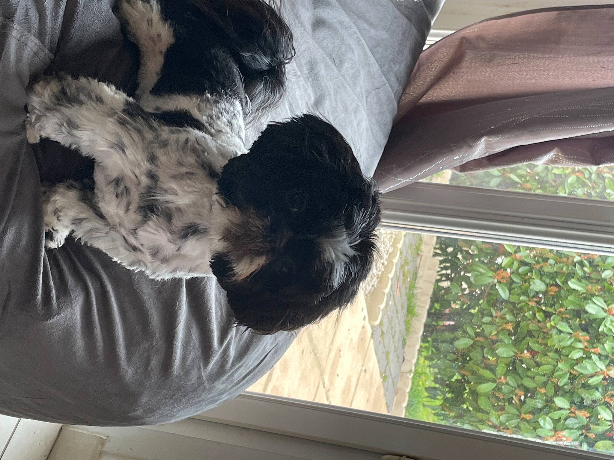 Pitch a rejoint le concours — aidez-le/la à gagner de superbes lots ! canidae, carnivore, comfort, companion_dog, daylighting, dog, dog_breed, fun, fur, gesture, plant, room, sporting_group, tints_and_shades, tree, window, working_animal