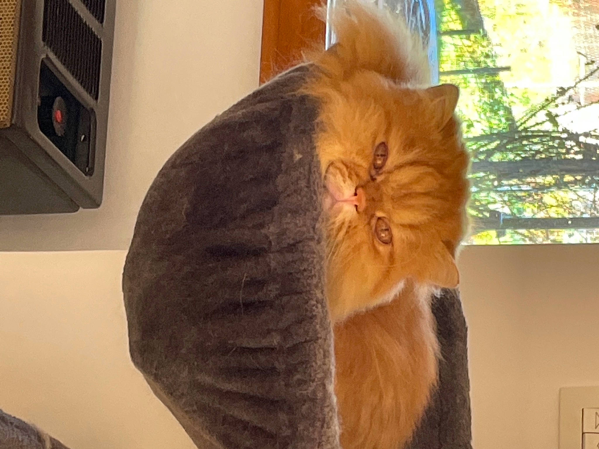 Chipeur a rejoint le concours — aidez-le/la à gagner de superbes lots ! art, artifact, beard, carnivore, cat, facial_hair, fawn, felidae, fur, moustache, peach, personal_protective_equipment, room, small_to_medium_sized_cats, snout, tail, vegetable, whiskers, window, wood