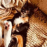 Phoenix joined the competition — help win amazing prizes! cat, calico_cat, pet, animal, feline, paws, whiskers, blanket, texture, cozy, indoor, resting, curious, orange, black, white, fur, soft, relaxed, closeup