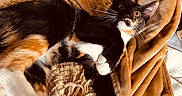 Phoenix is registered to the contest to win money with this photo: cat, calico, pet, animal, feline, curious, relaxed, blanket, brown, orange, white, black, indoor, cozy, fur, whiskers, ears, paws, texture, soft