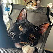 Phoenix joined the competition — help win amazing prizes! cat, black_cat, tabby_cat, pets, curious, eyes, whiskers, chair, indoor, feline, closeup, paws, looking, animal, domestic_animal, playful, two_cats, pet, resting, home