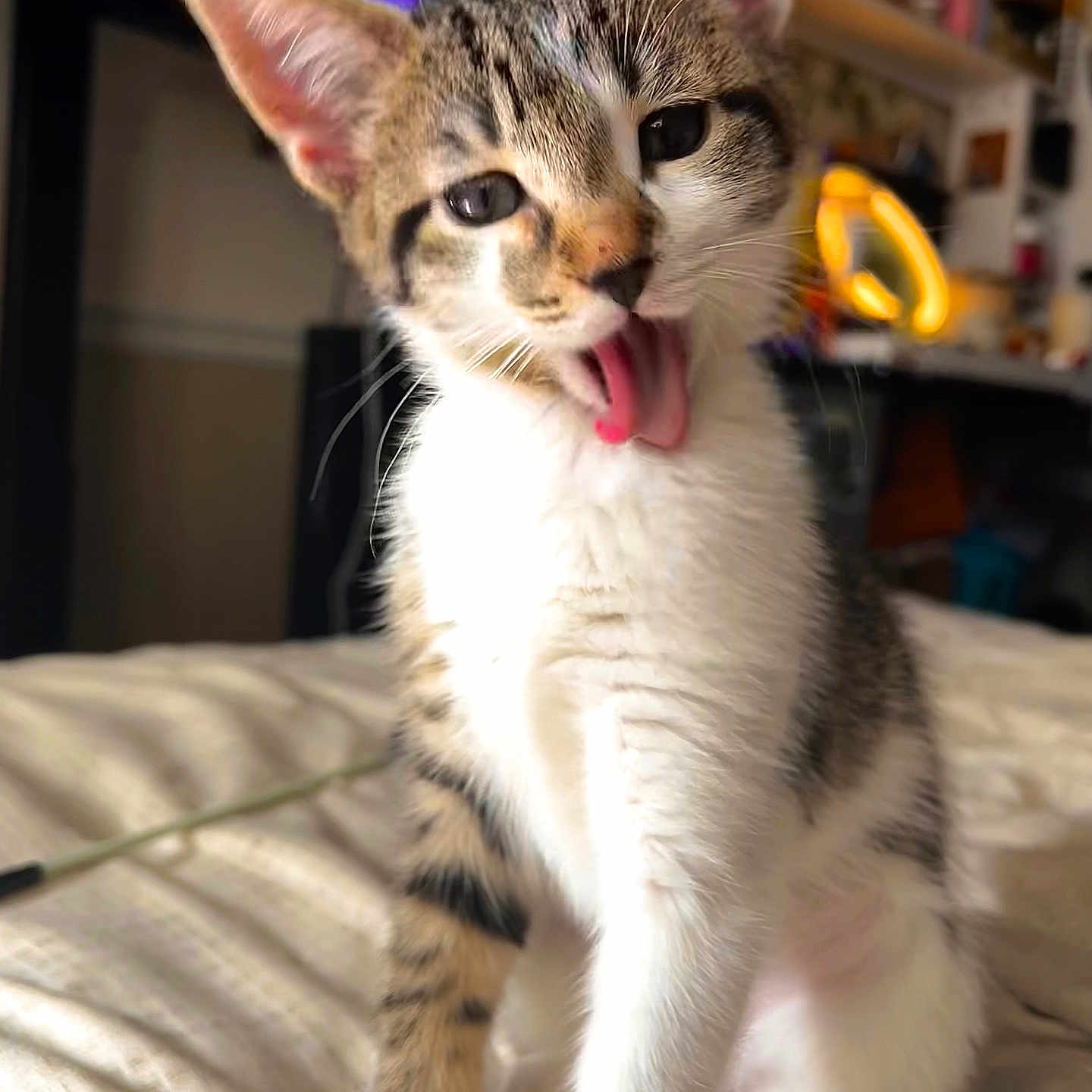Willow is registered to the contest to win money with this photo: kitten, cat, tongue, playful, pet, animal, indoor, bed, fur, whiskers, ears, cute, young, sitting, mischievous, domestic, feline, tabby, white, home