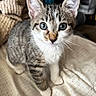 Willow joined the competition — help win amazing prizes! kitten, tabby, cat, pet, animal, feline, blue_eyes, whiskers, indoor, blanket, curious, young, cute, small, ears, fur, domestic, alert, standing, cozy