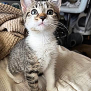 Willow is registered to the contest to win money with this photo: kitten, cat, tabby, white_fur, indoor, blanket, curious, young_animal, pet, whiskers, closeup, soft_texture, feline, cute, animal, sitting, looking_up, domestic, cozy, fur_pattern