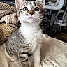 kitten, cat, tabby, white_fur, indoor, blanket, curious, young_animal, pet, whiskers, closeup, soft_texture, feline, cute, animal, sitting, looking_up, domestic, cozy, fur_pattern