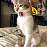 cat, kitten, pet, animal, indoor, bed, yawning, whiskers, fur, tabby, white_paws, close_up, cute, domestic_cat, feline, home, furniture, lighting, blurred_background, playful