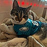Willow joined the competition — help win amazing prizes! cat, tabby, pet_clothing, jersey, blanket, indoor, cozy, curtains, window, animal, feline, soft_texture, relaxed, close_up, resting, cute, domestic_cat, fur, whiskers, ears