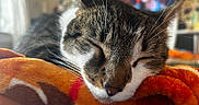 Willow is registered to the contest to win money with this photo: cat, sleeping, close_up, pet, feline, whiskers, soft_blanket, indoor, cozy, resting, fur, domestic_animal, cute, animal, relaxation, nap, warmth, comfort, tabby, quiet
