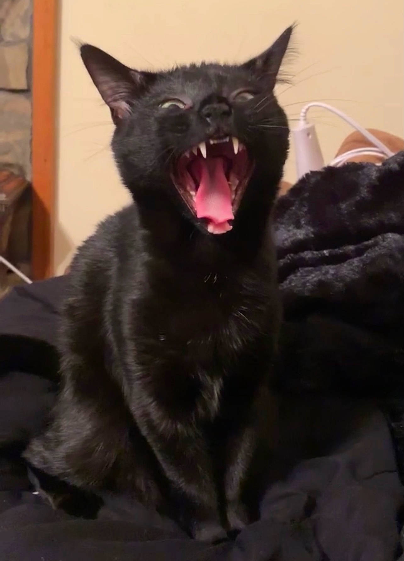 Jolene joined the competition — help win amazing prizes! black_cat, bombay, carnivore, cat, claw, domestic_short_haired_cat, eye, fang, felidae, fur, head, human_body, jaw, roar, sitting, small_to_medium_sized_cats, snout, terrestrial_animal, whiskers, yawn